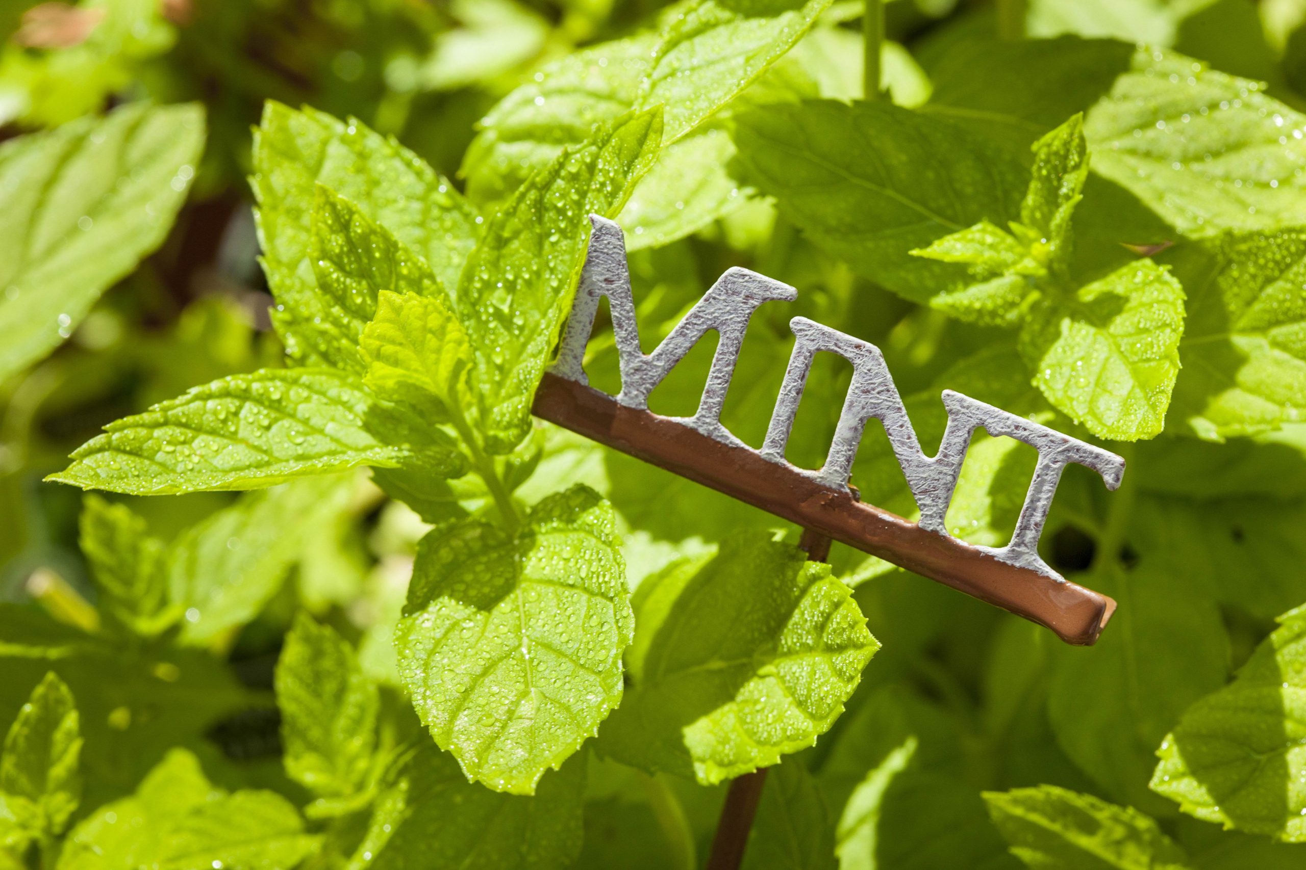 Superfood Article Mint image