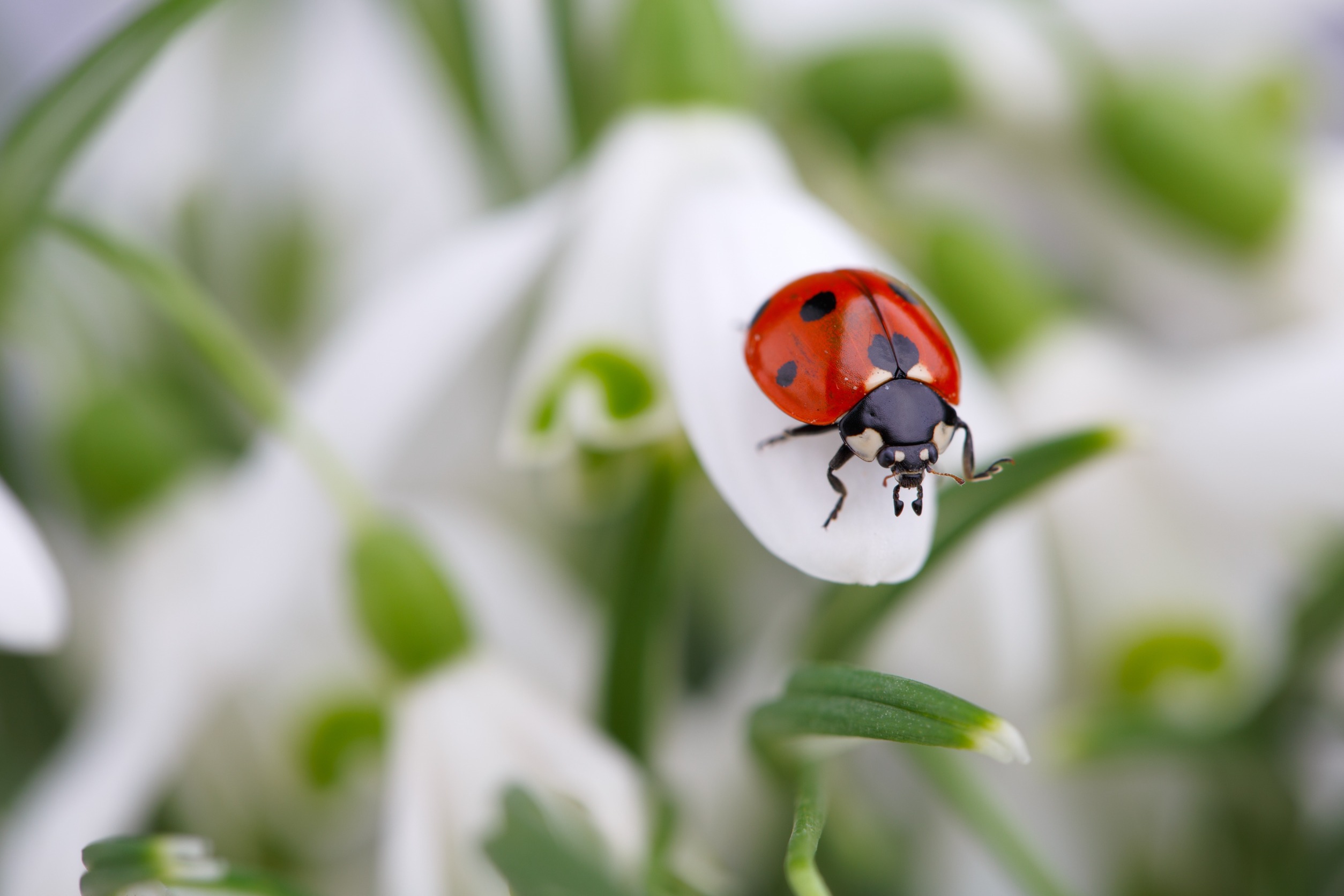 Lady Bugs for pest control