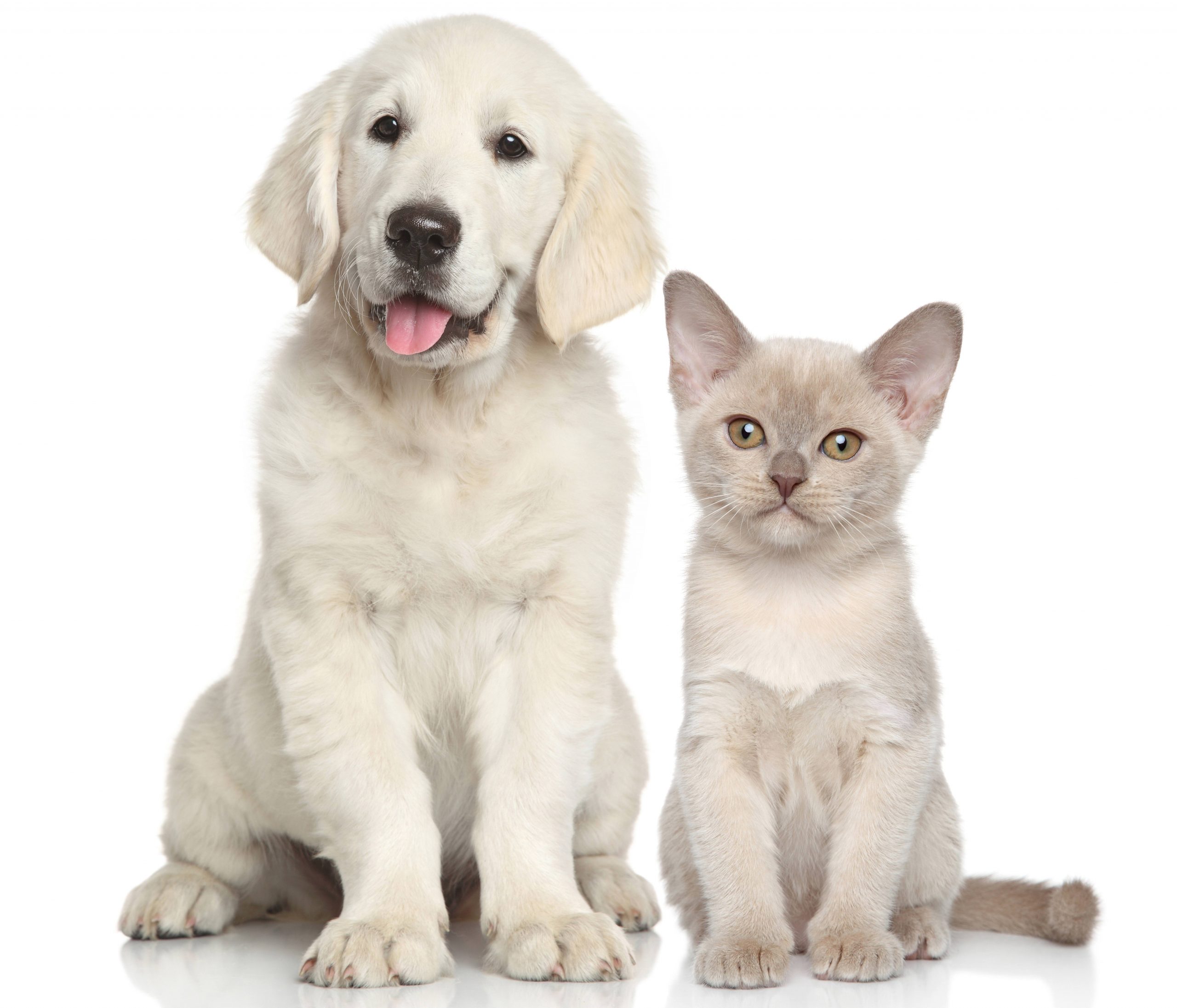5 Questions For Deciding Between Cats And Dogs