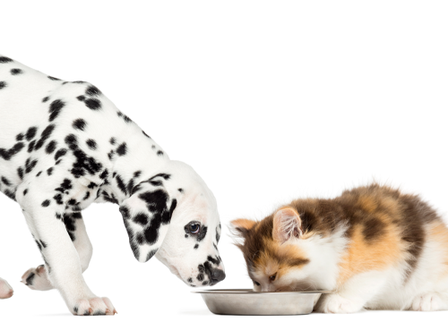Don’t Let Your Dog Eat Cat Food