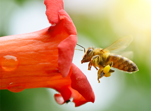 Welcoming Bees to Your Outdoor Space