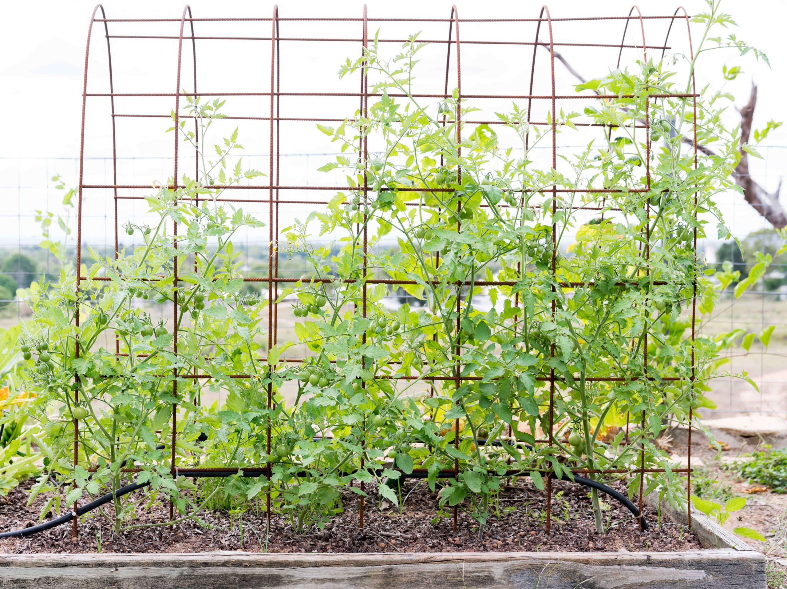 Gardening for the ageless, tomatoes