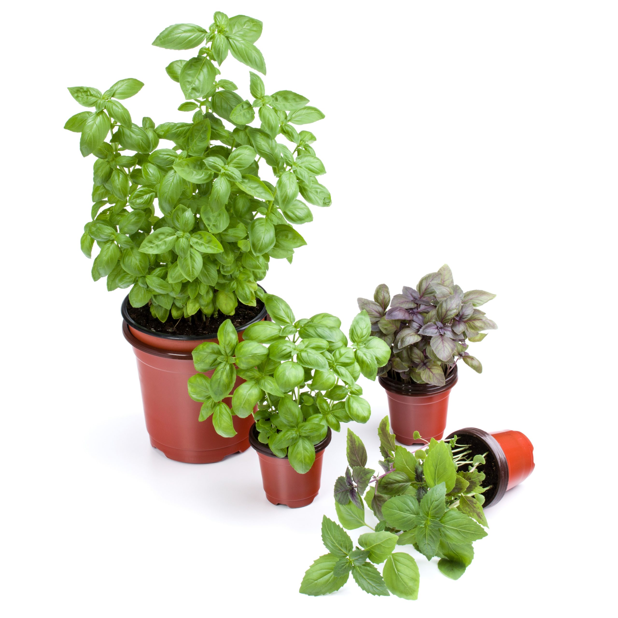Know when to move your plants indoors, basil, herbs