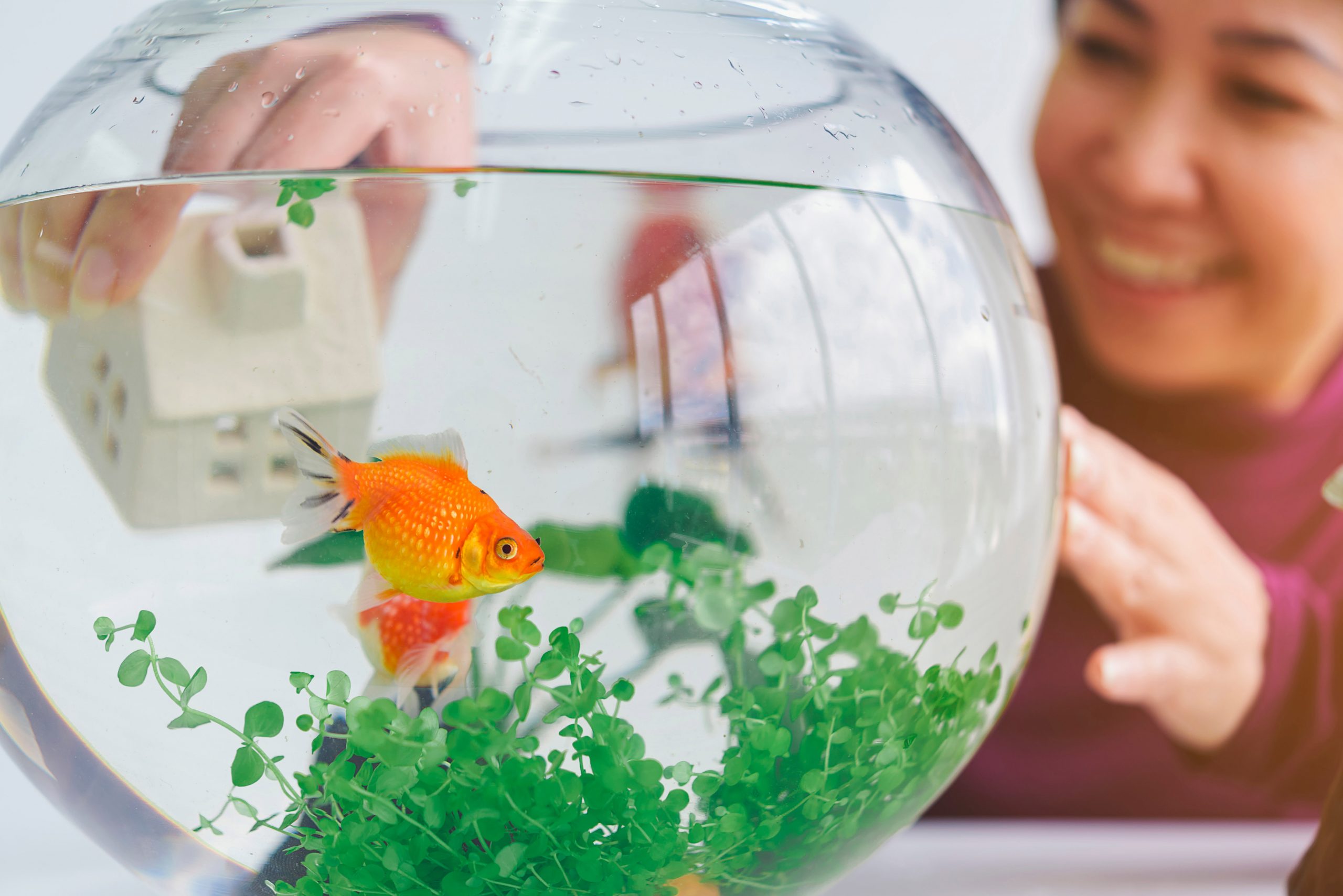 Fish: Great Starter Pets For Kids