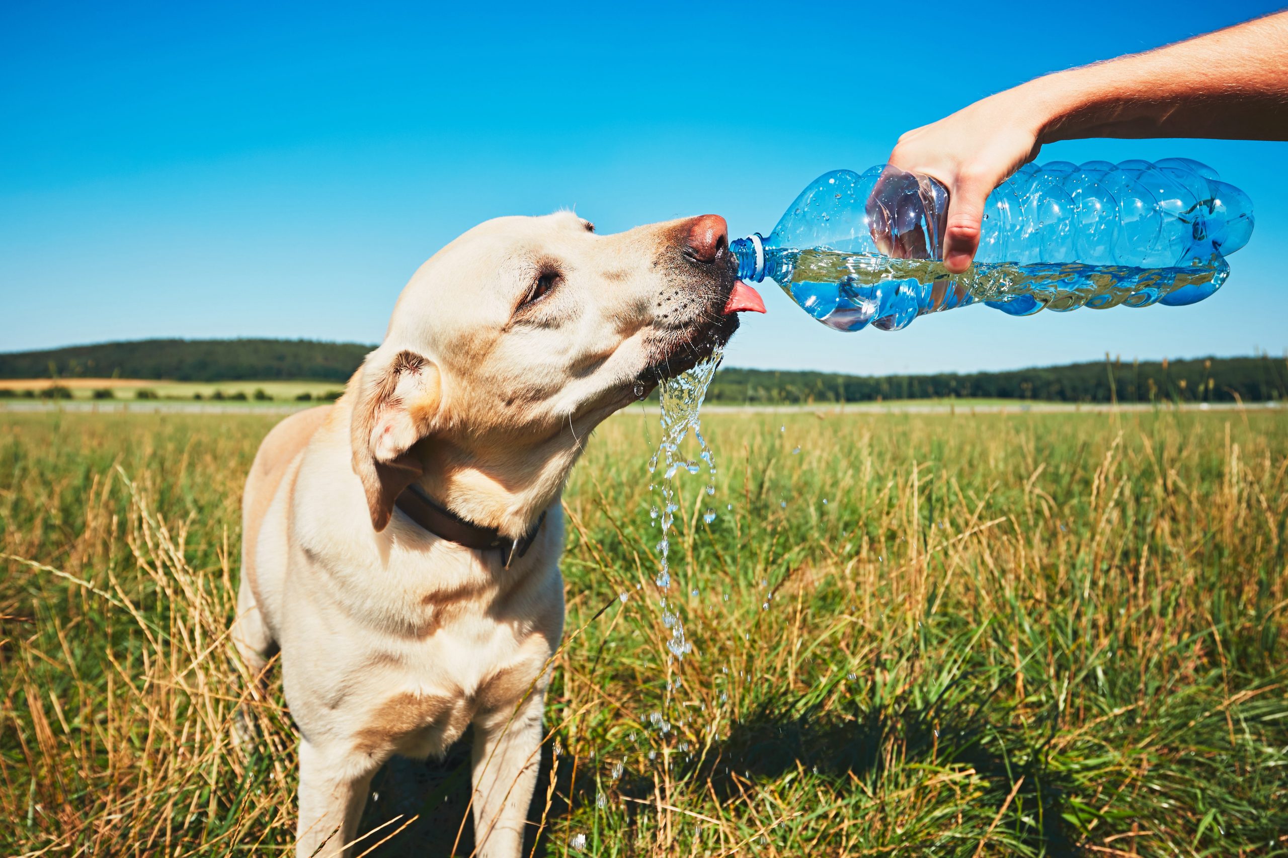 Beat The Heat Keep Your Pets Safe This Summer