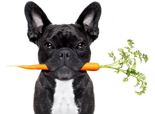 Your Dog And A Vegetarian Diet